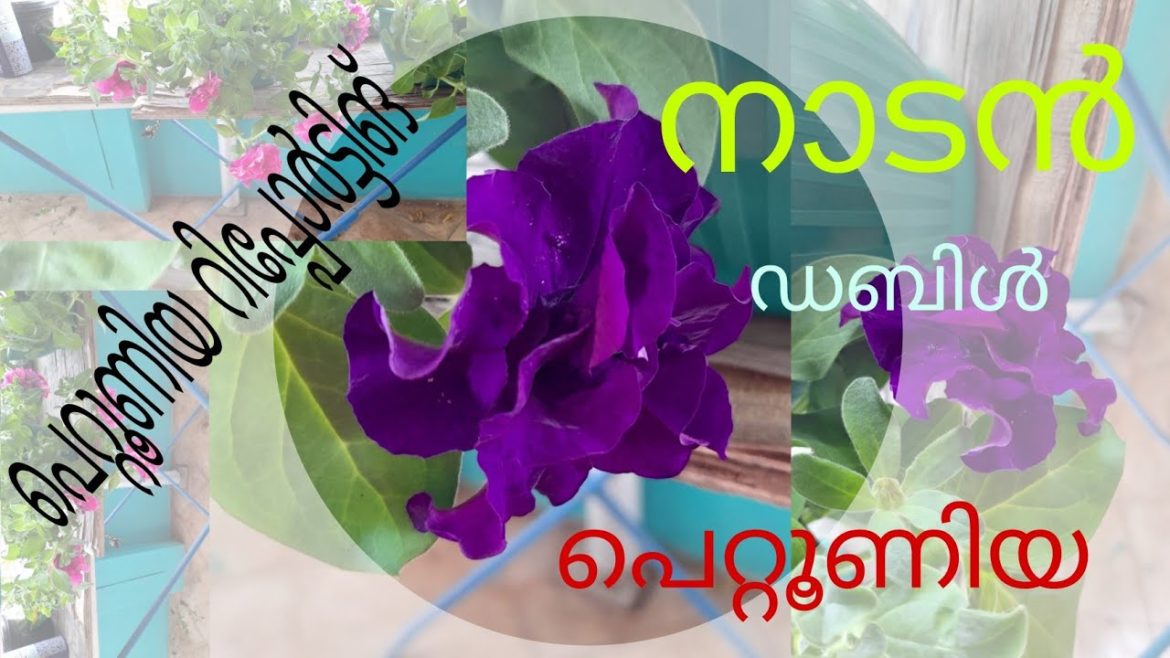 Petunia Plant Repotting Malayalam 😍
