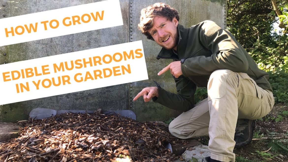 How to grow edible mushrooms in your garden