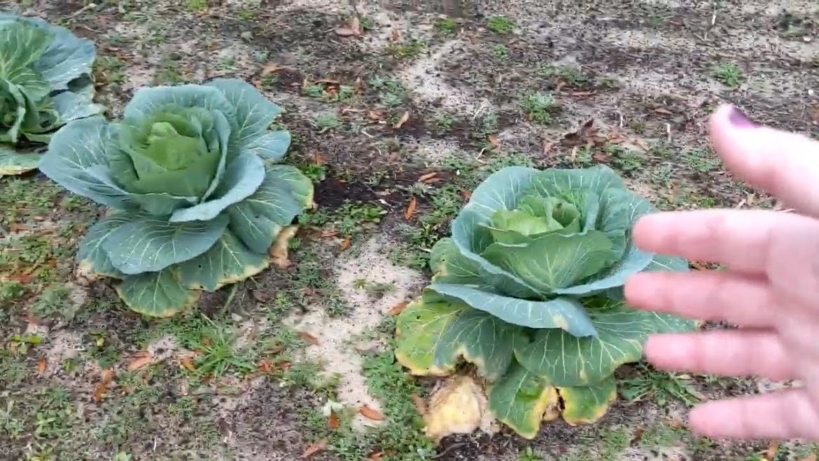 North Florida Garden 2019 plans