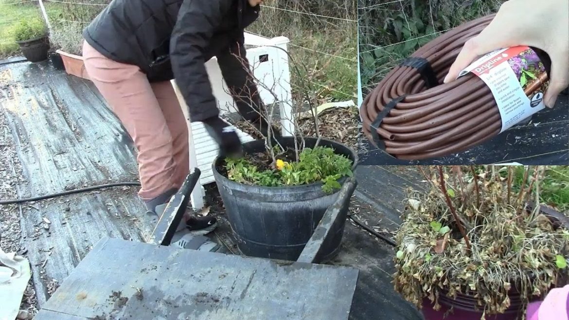 SETTING up CONTAINERS on DRIP IRRIGATION | Moving BLUEBERRIES into the GARDEN