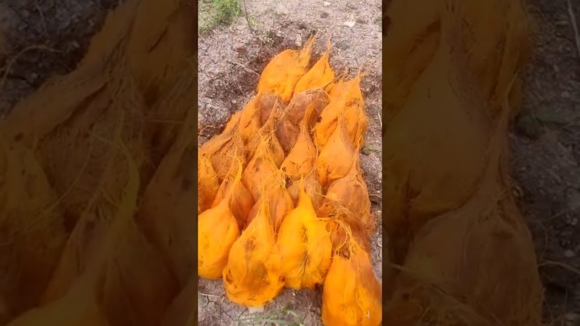 🤯💥 தங்க மரத்தின் விதைகள்🤯💥⁉️ | short | trending | celebration | village life | plam tree | amazing