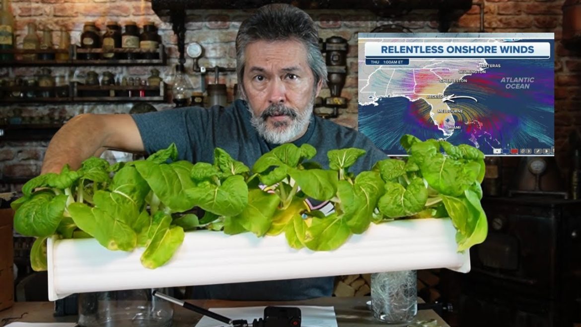 Cheap & Easy Hydroponics After the Storm