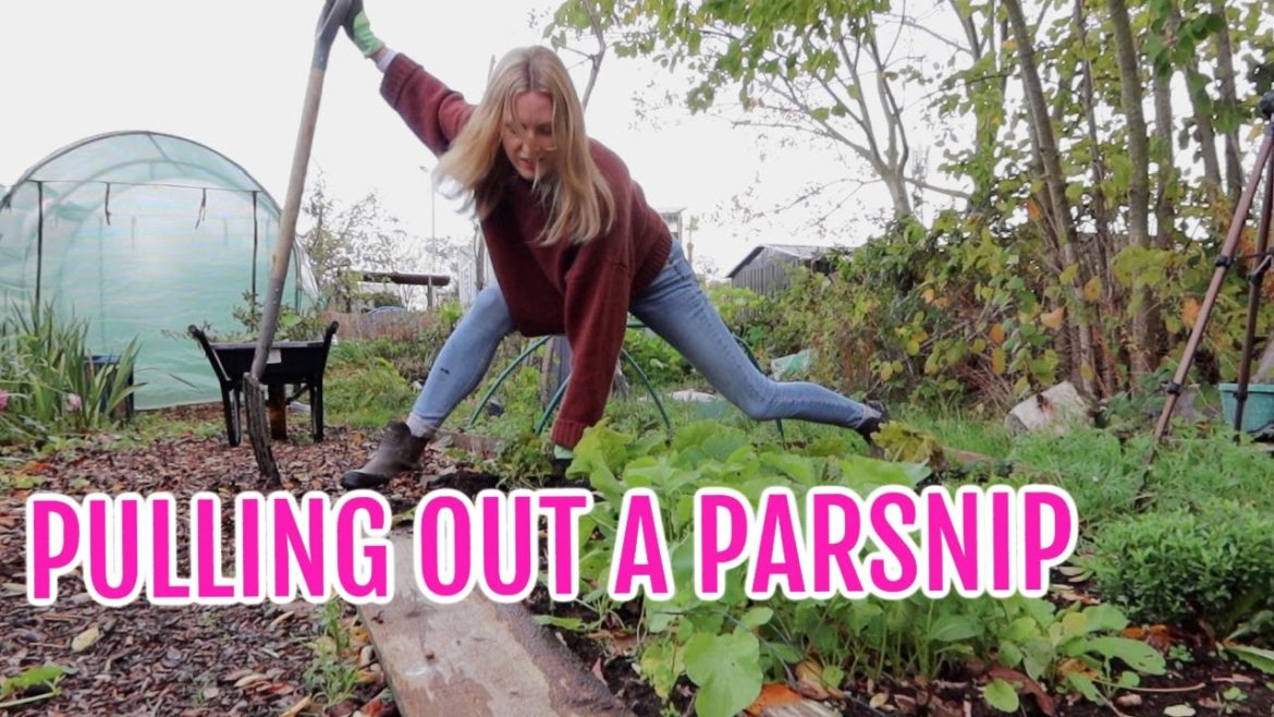 #AD PULLING UP A PARSNIP / NOVEMBER 2022 /EMMA'S ALLOTMENT DIARIES #AD PULLING UP A PARSNIP / NOVEMBER 2022 /EMMA'S ALLOTMENT DIARIES