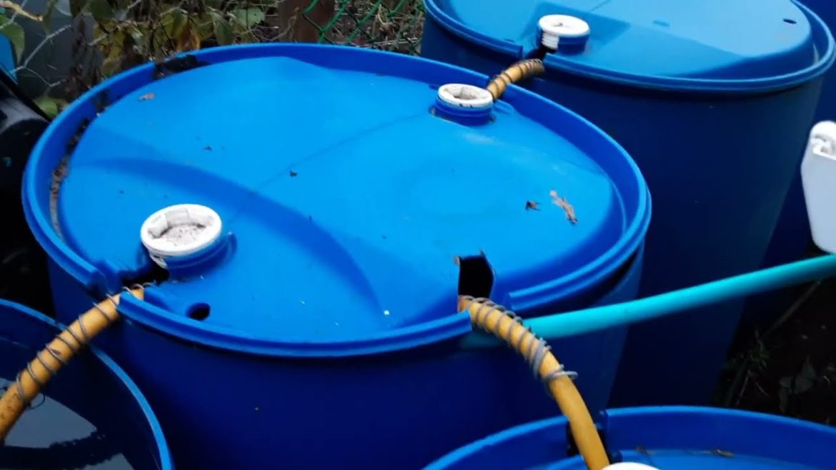 Rain Water Barrel Syphoning System For My Polytunnel ♻️ Topping Up The Green Manure Beds For Free Rain Water Barrel Syphoning System For My Polytunnel ♻️ Topping Up The Green Manure Beds For Free