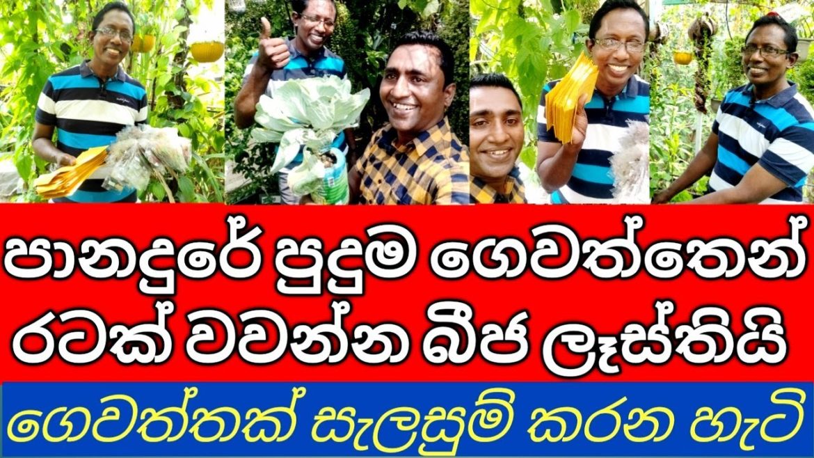 Sustainable Home Vegetable gardening ideas in Sri Lanka Panadura Rooftop Home garden Quality seeds