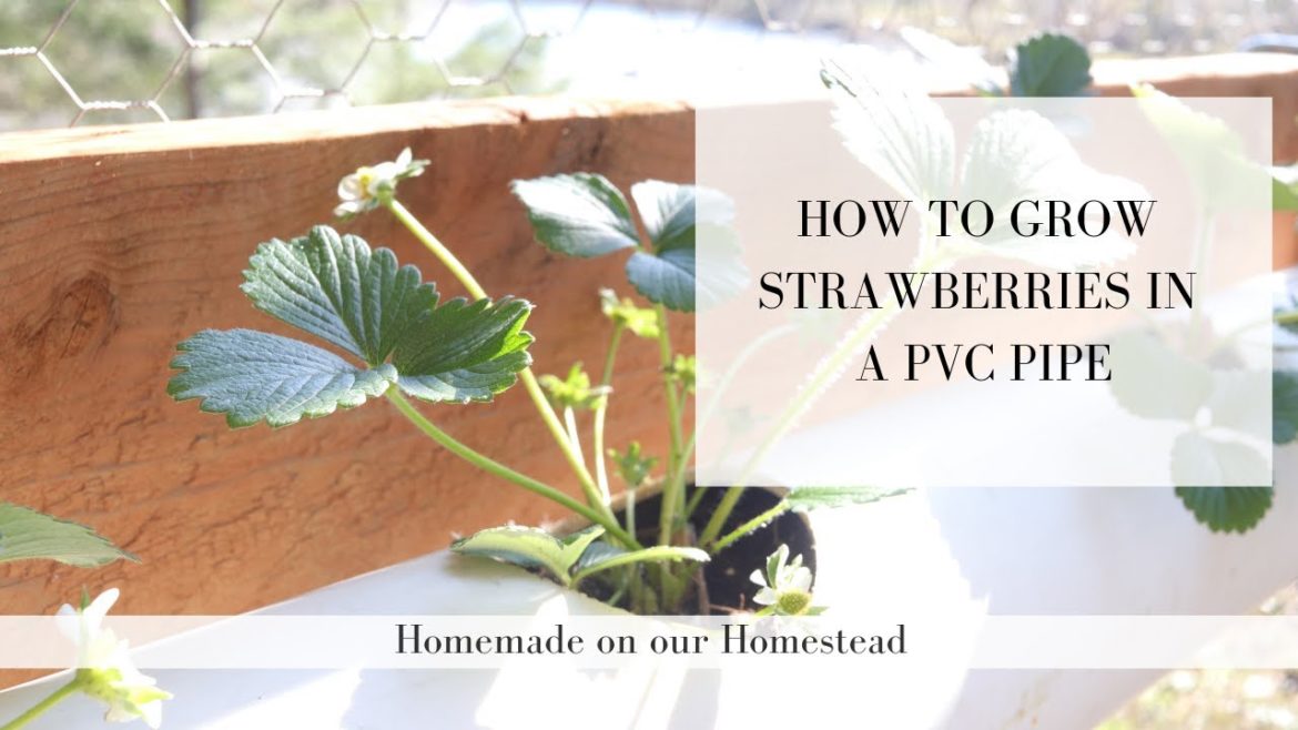 How to GROW STRAWBERRIES in PVC pipe | SMALL SPACE GARDENING | container gardening made easy How to GROW STRAWBERRIES in PVC pipe | SMALL SPACE GARDENING | container gardening made easy