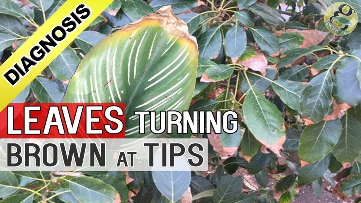 PLANT LEAF DRYING and BROWN at TIPS AND EDGES: Top 5 Reasons – Diagnosis Cure and Hacks (Tips) PLANT LEAF DRYING and BROWN at TIPS AND EDGES: Top 5 Reasons - Diagnosis Cure and Hacks (Tips)