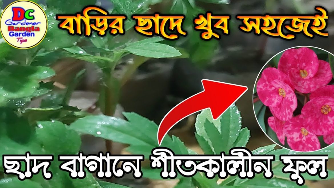ছাদ বাগানে শীতকালীন ফুল // তৈরী করুন খুব সহজেই // DC GARDENER ছাদ বাগানে শীতকালীন ফুল // তৈরী করুন খুব সহজেই // DC GARDENER