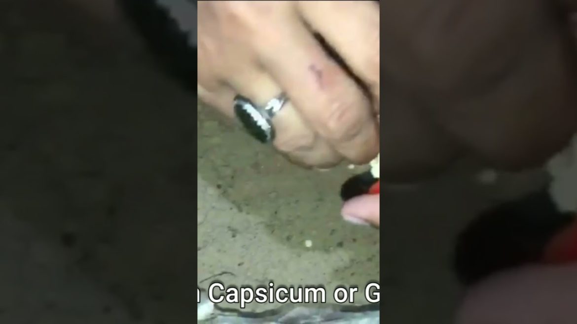 How to Plant & Grow Capsicum Plants   #shorts  #youtubeshorts #reels  #gardening #garden #gardener