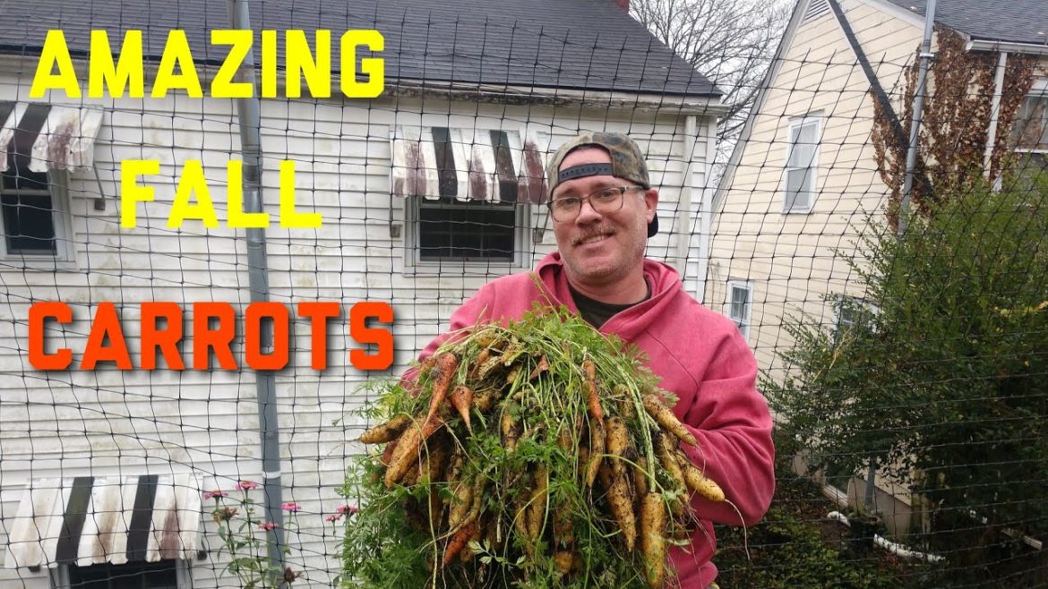 Amazing FALL Yellow Carrot harvest