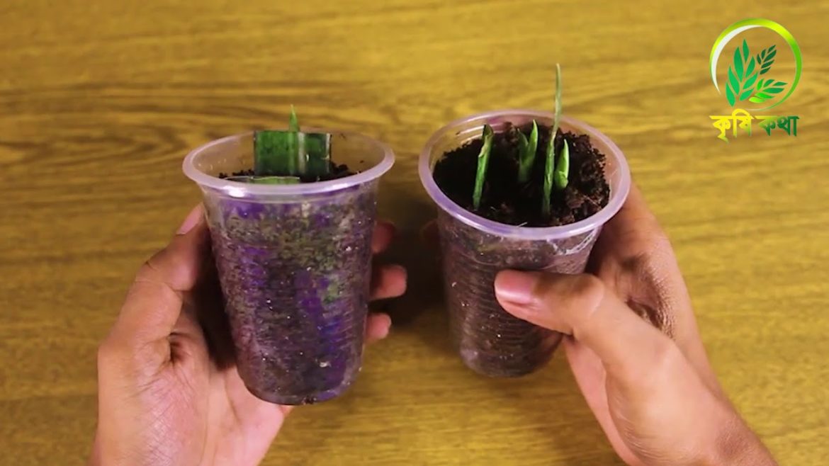 Agriculture Tips, Tricks & Hacks | Garden Tips | Home Experience | Life Easy Crafts Agriculture Tips, Tricks & Hacks | Garden Tips | Home Experience | Life Easy Crafts