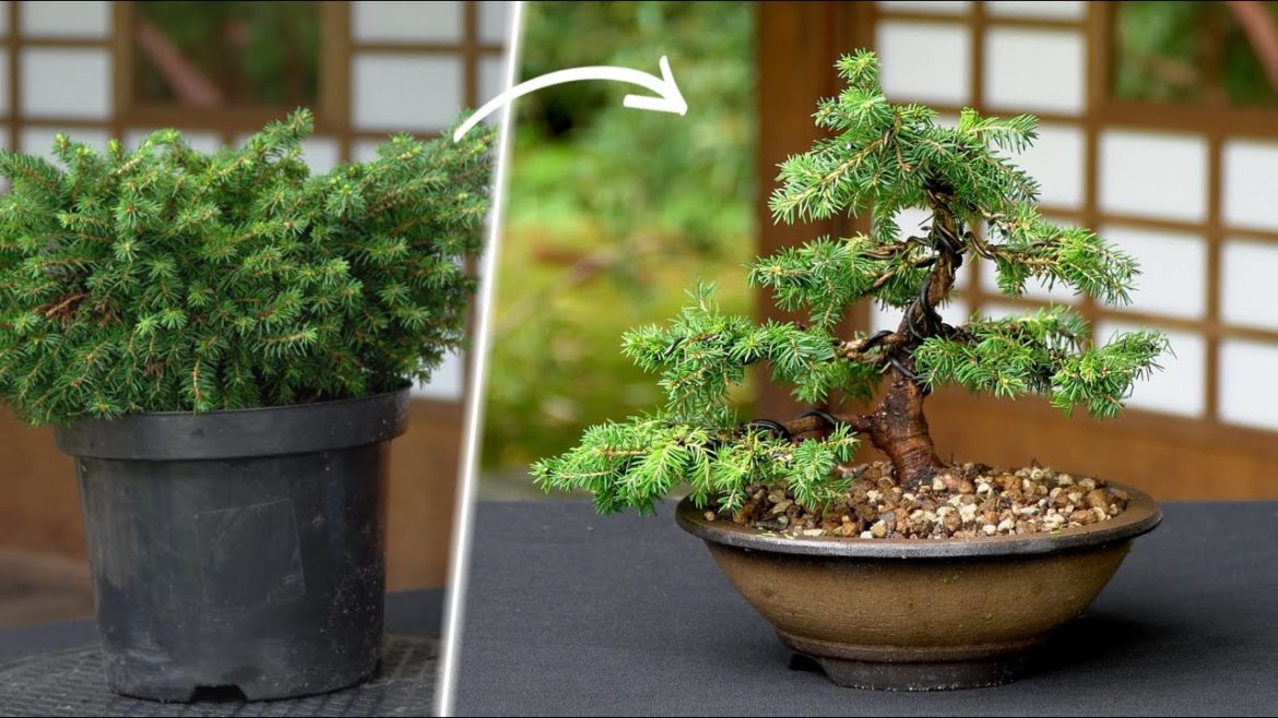 Creating a Spruce Bonsai tree Creating a Spruce Bonsai tree