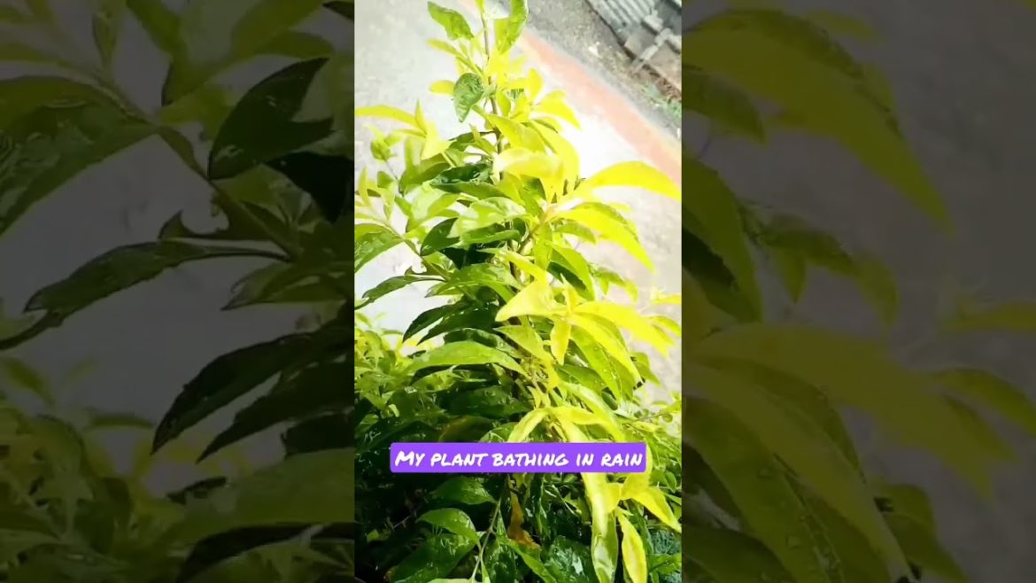 My plant bathing in rain #shorts #youtubeshorts #shortvideo