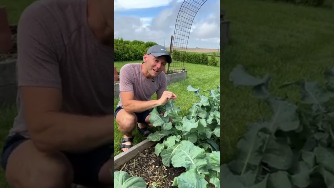 Tips for Harvesting Broccoli #shorts #gardeningtips #gardening #broccoli