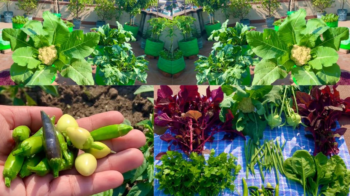 Harvesting Fresh Organic Vegetables From My Rooftop Terrace