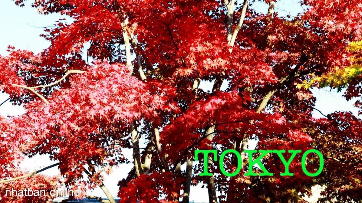 Japan Tokyo Autumn of Showa Kinen Park【EPISODE 2- Japanese Garden】| #explorejapan  #japan  #4k