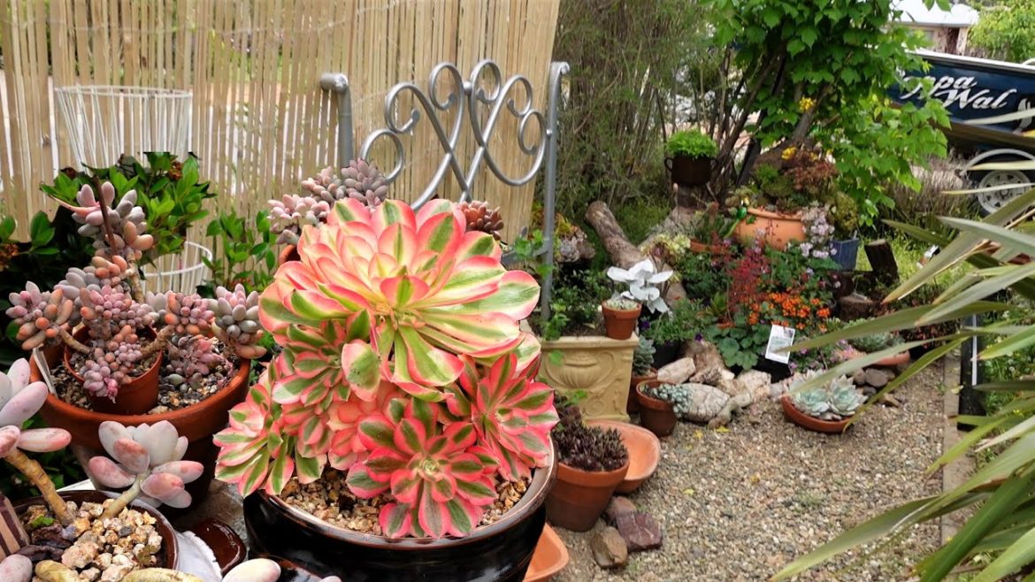 BEESY with Garden Designs & Ideas | VLOG #156 Succulents & Coffee with Liz BEESY with Garden Designs & Ideas | VLOG #156 Succulents & Coffee with Liz