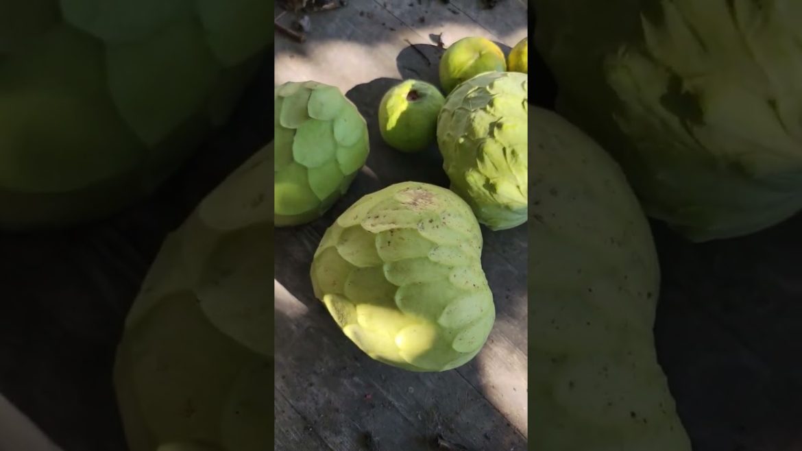 Picked Cherimoya From our Backyard