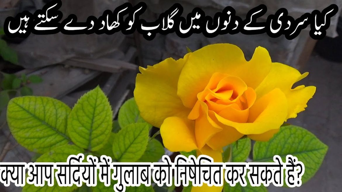 کیا سردی کے دنوں میں گلاب کو کھاد دے سکتے ہیں | क्या आप सर्दियों में गुलाब को निषेचित कर सकते हैं |