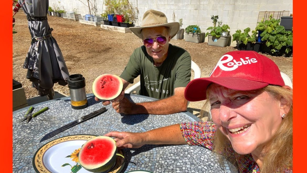 Amazing๐ Sugar Baby Watermelon Harvest in Small Tote Container Gardening Growing in Compost in Place Amazing๐ Sugar Baby Watermelon Harvest in Small Tote Container Gardening Growing in Compost in Place