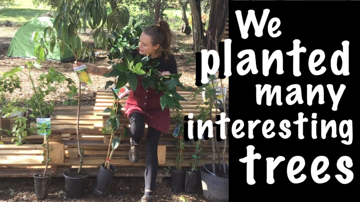 We planted many interesting trees at our off-grid homestead in Portugal, start of our food forest.