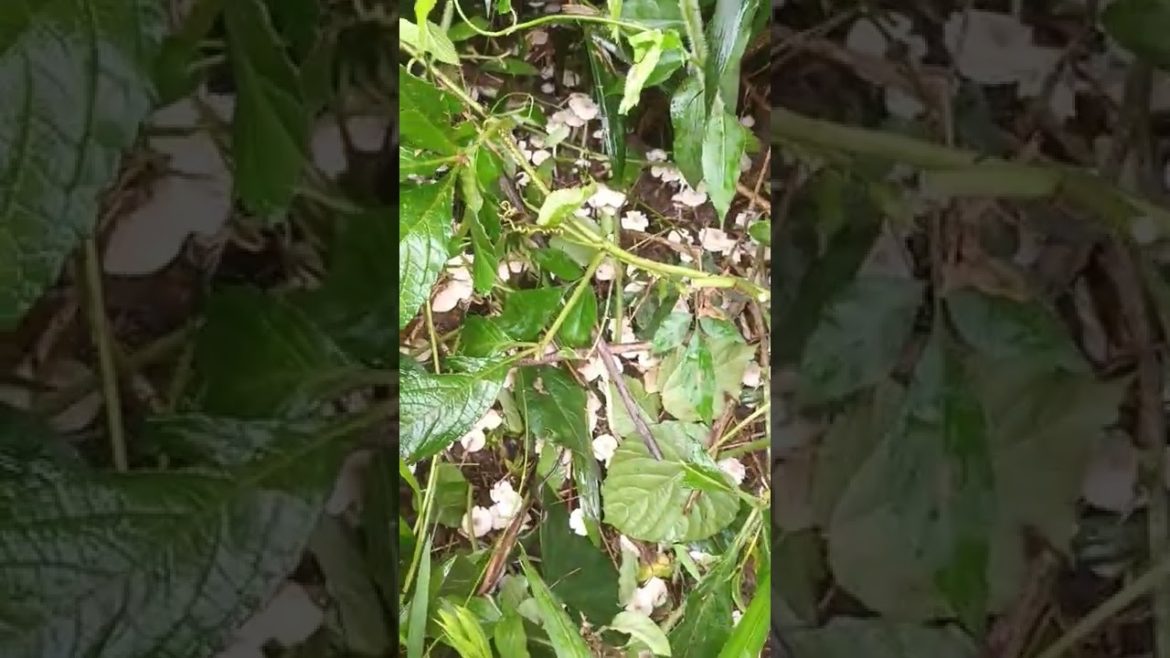 growing wild mushrooms🍄 #viral #shorts growing wild mushrooms🍄 #viral #shorts