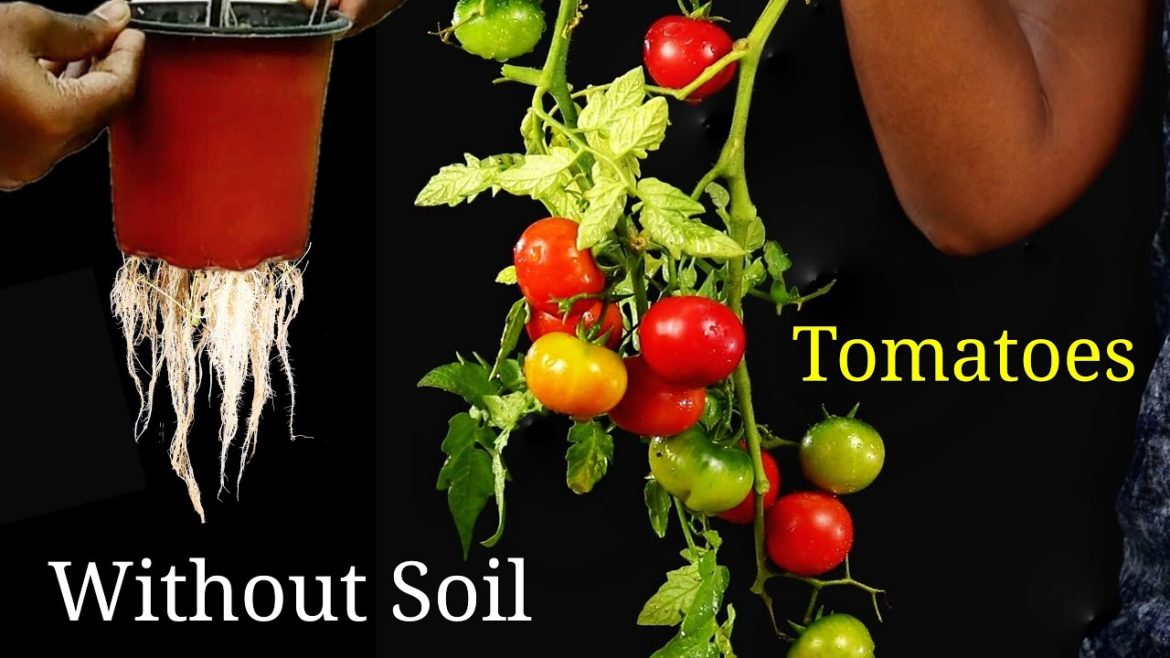 How to grow Tomatoes WITHOUT Soil at home | Hydroponic Gardening for Tomatoes