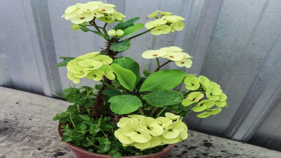 Growing Yellow EuphorbiaGarden Tips.