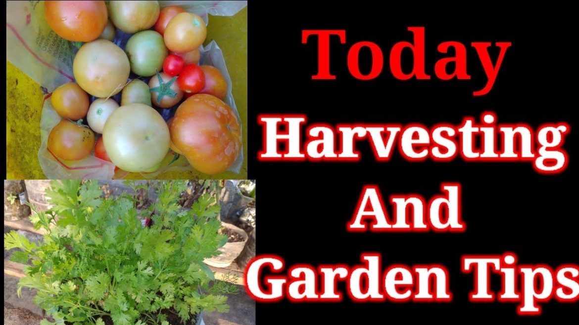 Harvesting And Garden Tips|how to start terrace garden|nagaraju terrace garden|tips for terrace gard Harvesting And Garden Tips|how to start terrace garden|nagaraju terrace garden|tips for terrace gard
