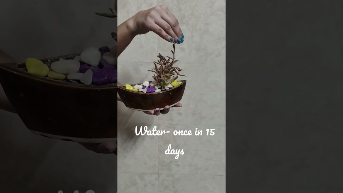 Succulent care n tips🍃#shorts #viral #short #viralshorts #succulent @Garden dreams