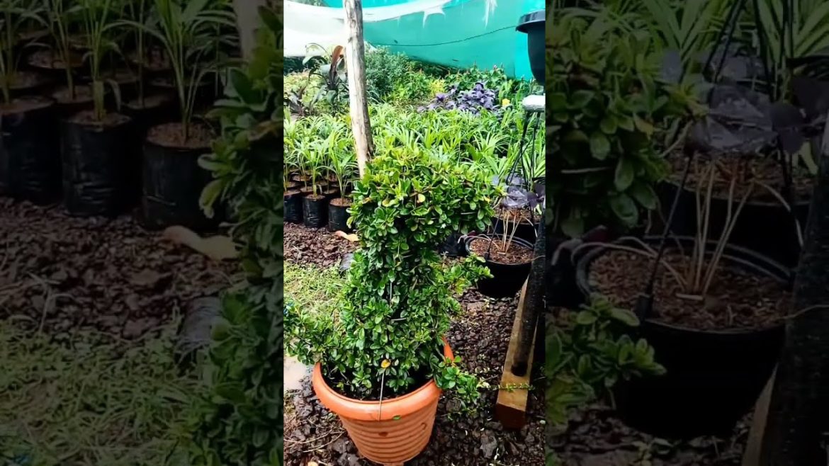 squirrel shape plant #shorts #shortsvideo #youtubeshorts squirrel shape plant #shorts #shortsvideo #youtubeshorts