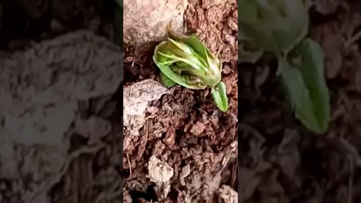 Grow Almond in less than a minute