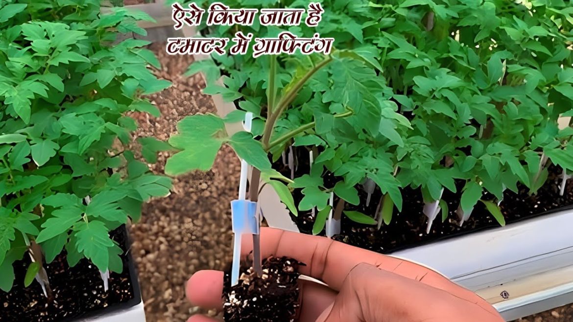 Grafting in Tomato. how to graft tomato plant #tirkeygardening
