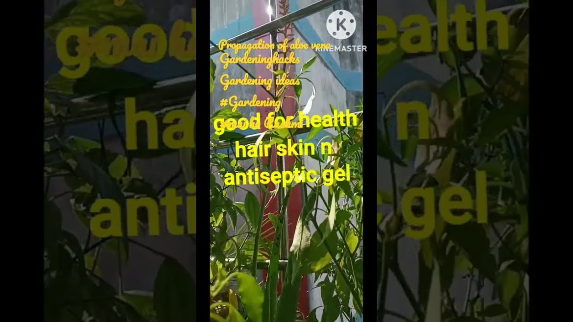 propagation of aloe vera||gardening tip aloe vera benefits aloe vera ऐसे लगाएं#ytshorts #gardening