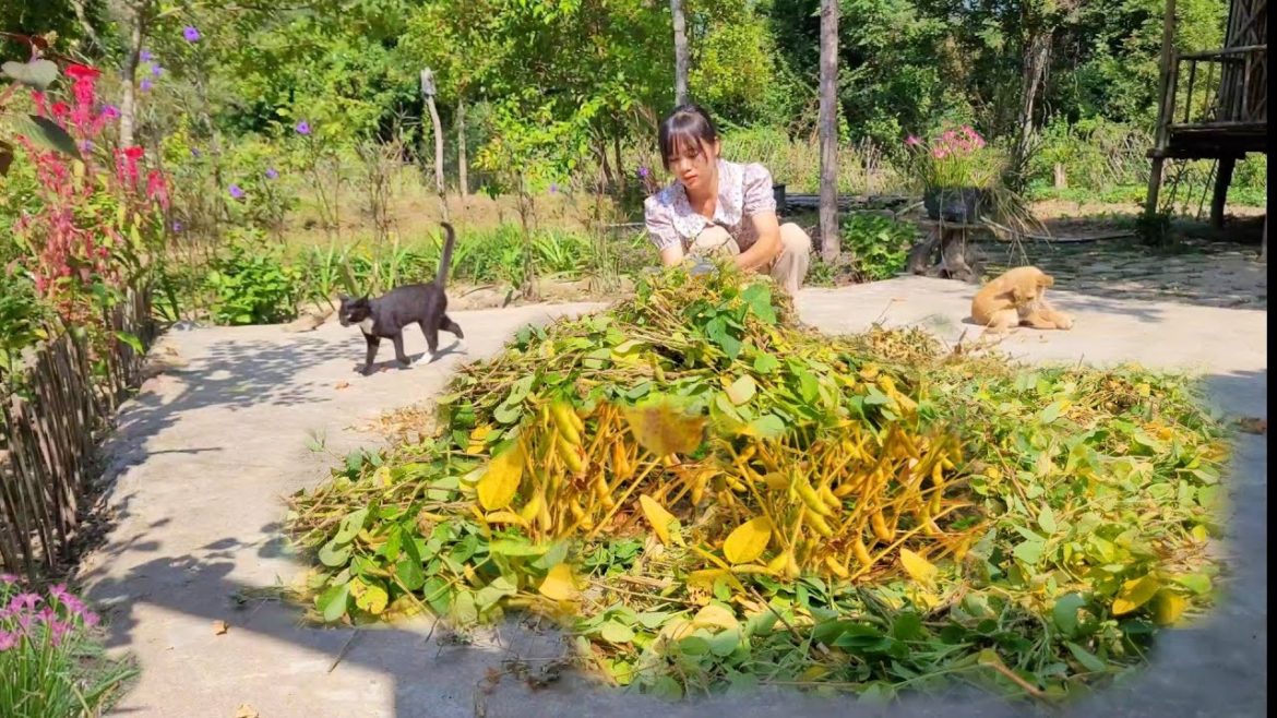 Harvest soybeans. Plant more chayote and bok choy. Make crispy roasted soybeans and enjoy.