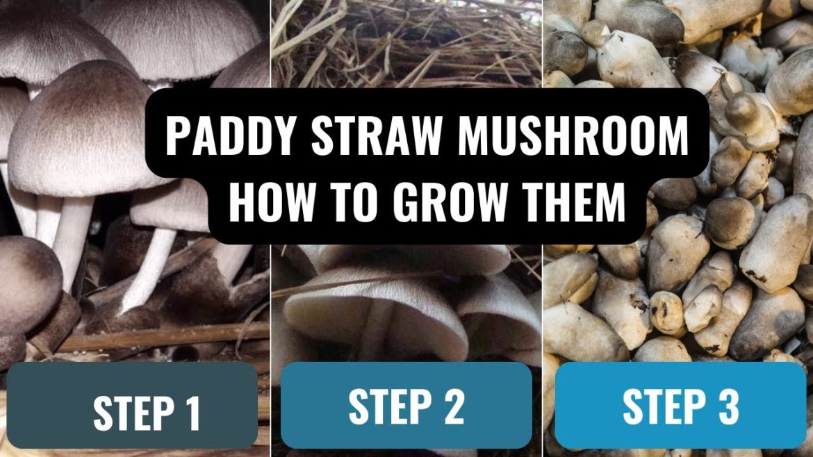 PADDY STRAW MUSHROOM: How To Grow Them | Volvariella volvacea Cultivation Method PADDY STRAW MUSHROOM: How To Grow Them | Volvariella volvacea Cultivation Method