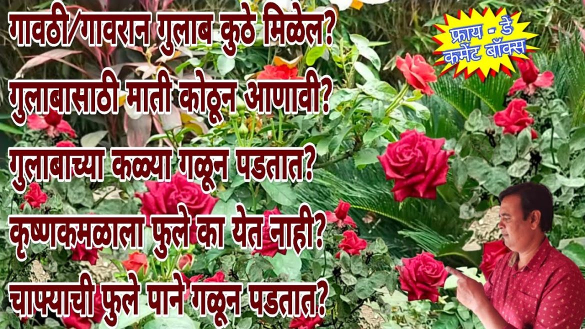 गावरान/गावठी गुलाब, सोनचाफ्याची कळ्या फुले गळतात, माती कोणती वापरावी | garden advice #gardeningtips