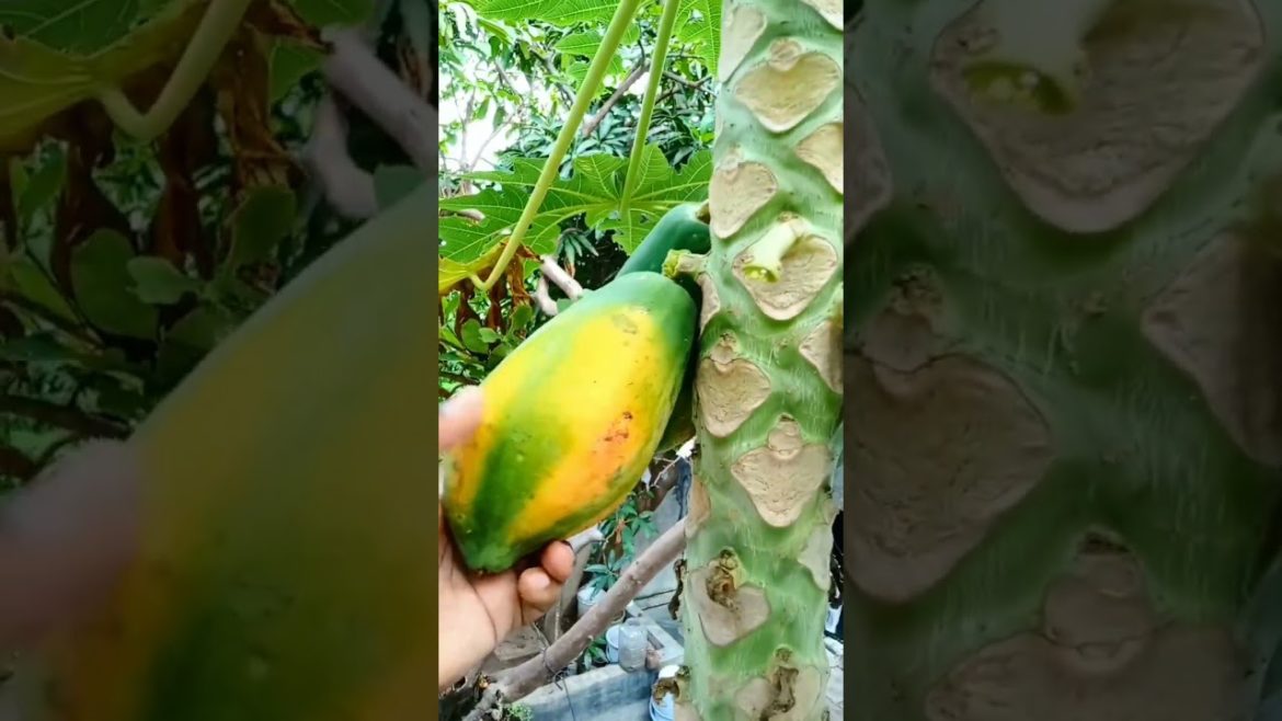 picking papaya fruit #shorts #shortsvideo #youtubeshorts