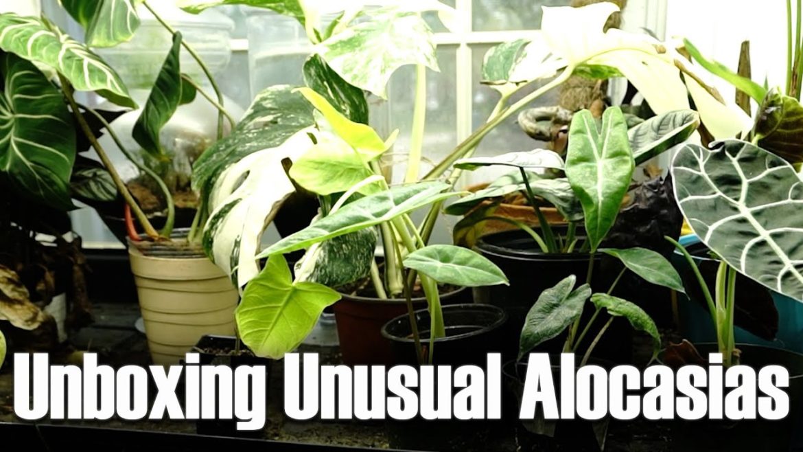 Unboxing Alocasias & Discussing VPD