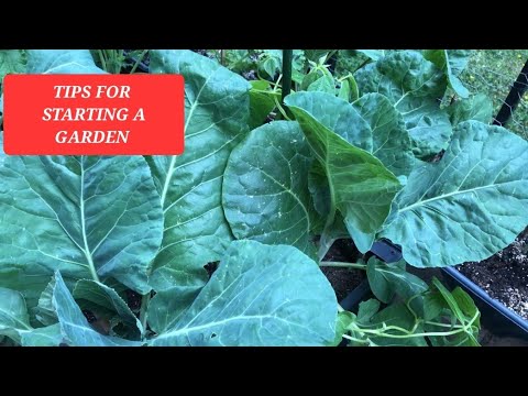 When Starting a Garden for the First Time | Tips for New Gardeners When Starting a Garden for the First Time | Tips for New Gardeners