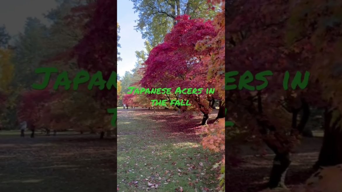 Japanese maple trees, how to select, water, feed and protect them from sun / wind! Japanese maple trees, how to select, water, feed and protect them from sun / wind!