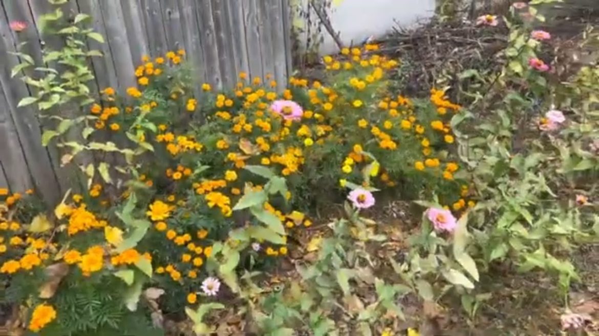 Backyard Garden updates in Fall season @Ammulu and Family | Telugu vlogs from USA