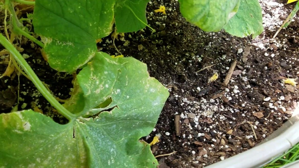 Burpless "Bush" Cucumber Update - Self Watering Container Garden