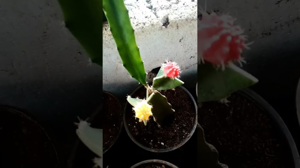 my grafted moon cactus #shorts #youtubeshorts #shortsvideo my grafted moon cactus #shorts #youtubeshorts #shortsvideo