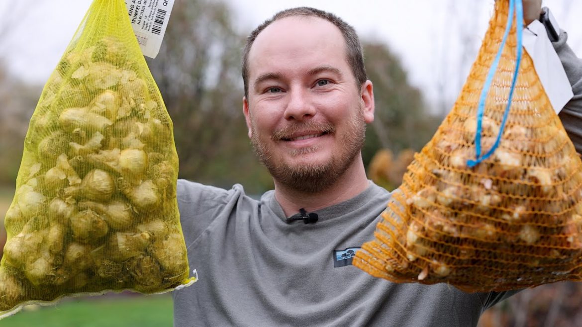 Planting Bulbs for Cutting in the Vegetable Garden | The Southerner's Northern Garden