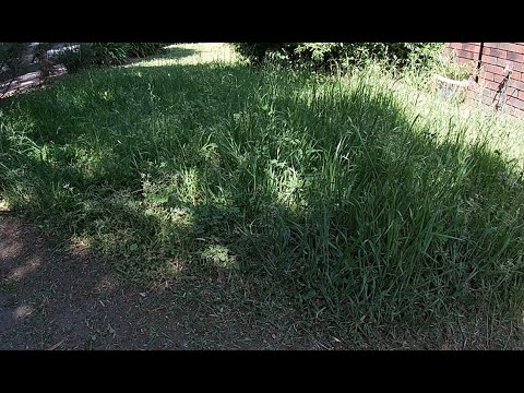 Mowing overgrown lawn in front yard with stepping stone path Mowing overgrown lawn in front yard with stepping stone path