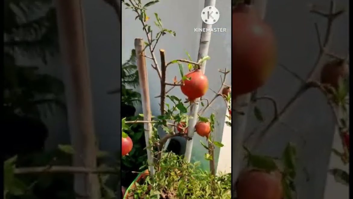 Anar ka size bda kaise karen #naturetreasure