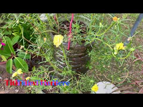 Recycle plastic bottle to grow mose rose in good healthy Recycle plastic bottle to grow mose rose in good healthy