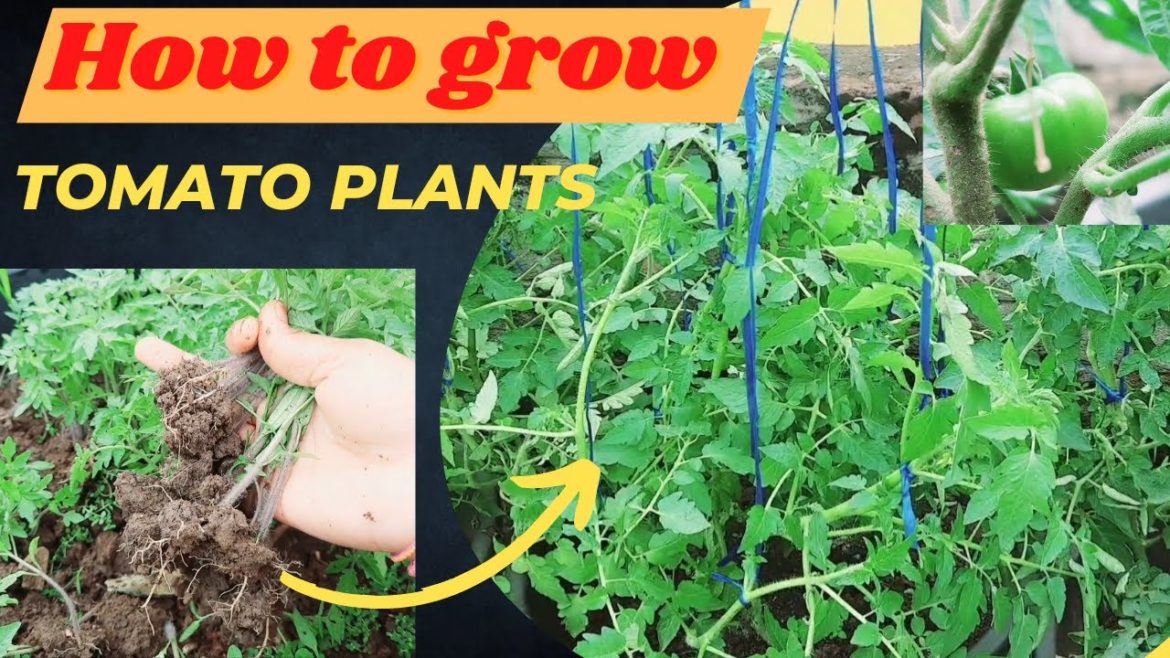 Full details of growing tomato plants #gardening#organicfarming @Gardening Ever