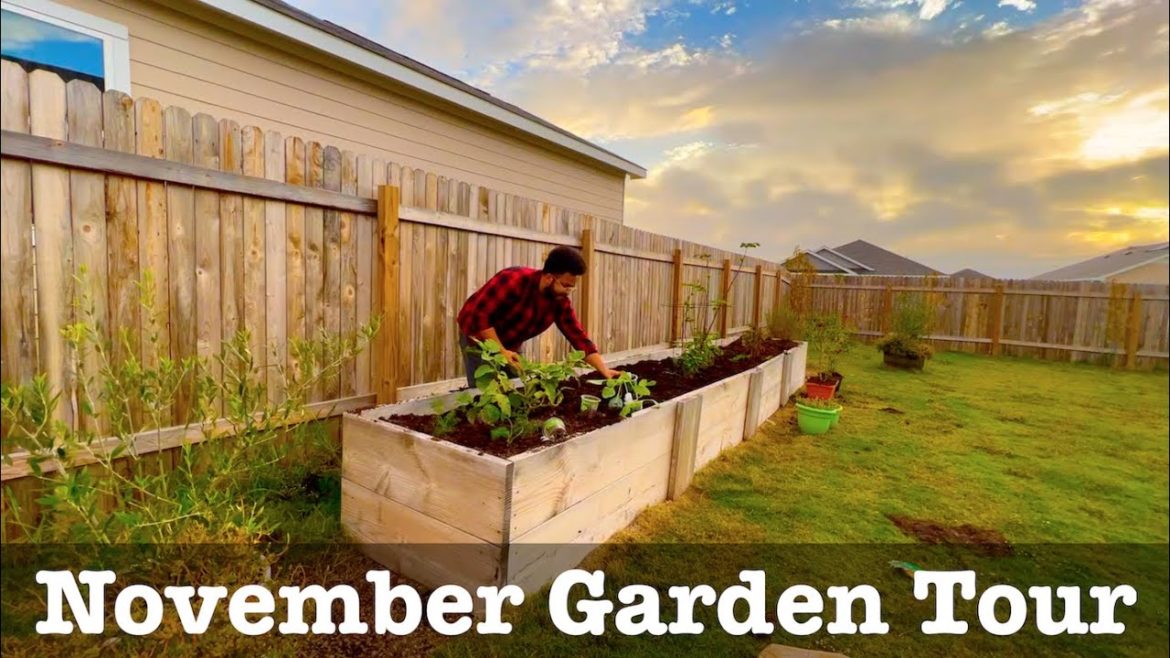 November Garden Tour – Austin Texas – Fall Gardening, Winter Garden Prep, and the Backyard Orchard November Garden Tour - Austin Texas - Fall Gardening, Winter Garden Prep, and the Backyard Orchard